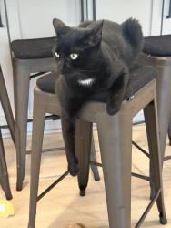 Lost Male Cat last seen Off of HWY 150, near intersection of Lake Brandt and 150, Greensboro, NC 27455