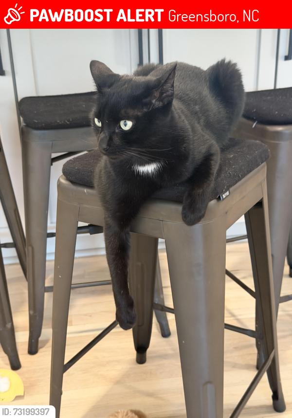 Lost Male Cat last seen Off of HWY 150, near intersection of Lake Brandt and 150, Greensboro, NC 27455