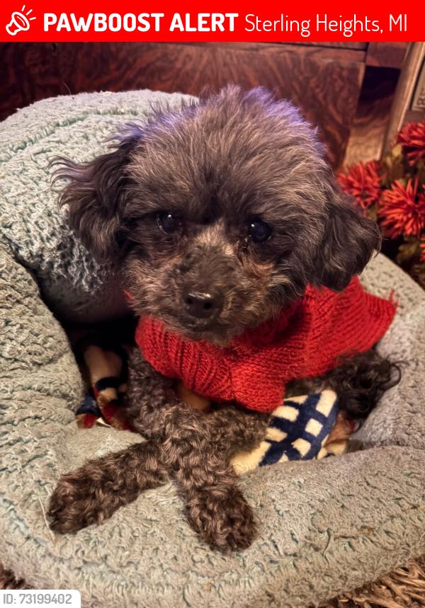 Lost Male Dog last seen Dolby & Ryan, Sterling Heights, MI 48314