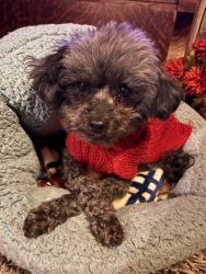 Lost Male Dog last seen Dolby & Ryan, Sterling Heights, MI 48314