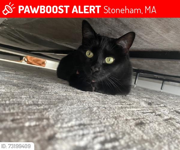 Lost Female Cat last seen Broadway, Steele, Main Street, Stoneham, MA 02180