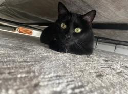 Lost Female Cat last seen Broadway, Steele, Main Street, Stoneham, MA 02180