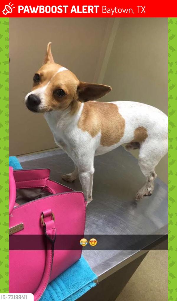 Lost Male Dog last seen Baytown, Baytown, TX 77522
