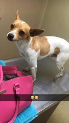 Lost Male Dog last seen Baytown, Baytown, TX 77522