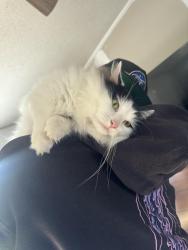 Lost Male Cat last seen Farlow lake, Asheboro, NC 27205