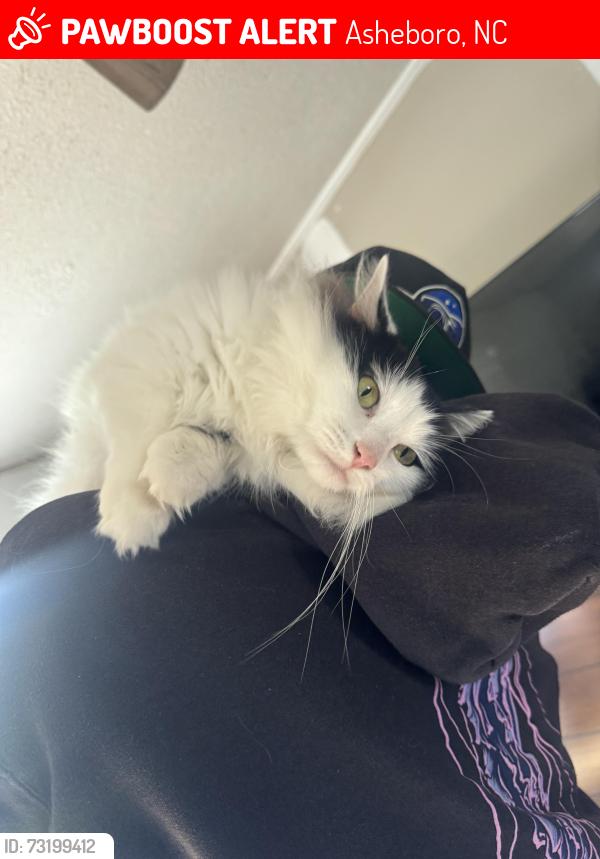 Lost Male Cat last seen Farlow lake, Asheboro, NC 27205