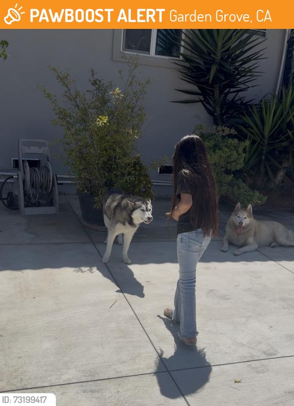 Found/Stray Unknown Dog last seen Brookhurst and lampson, Garden Grove, CA 92841
