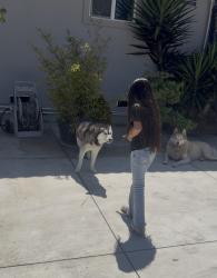 Found/Stray Unknown Dog last seen Brookhurst and lampson, Garden Grove, CA 92841