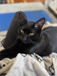 Lost Female Cat last seen Nottinghill Road, Mendon Road, Boston, MA 02135