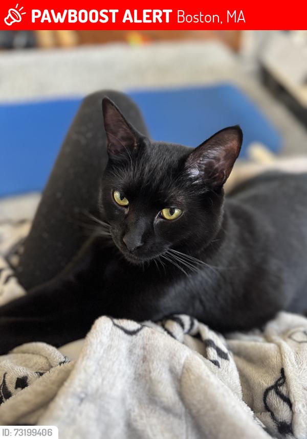 Lost Female Cat last seen Nottinghill Road, Mendon Road, Boston, MA 02135