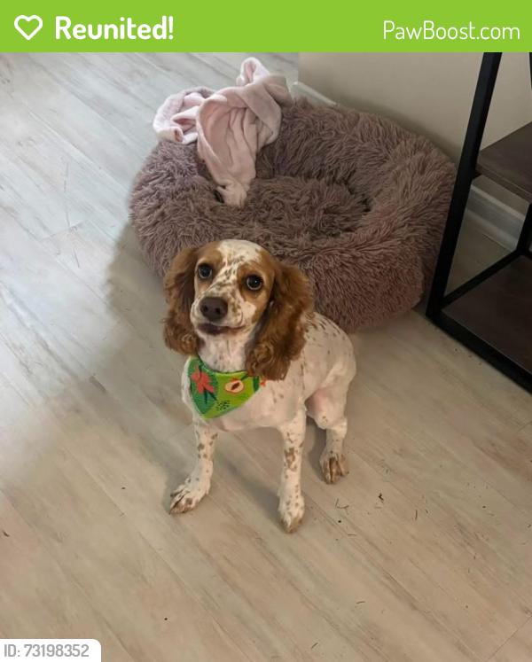 Reunited Female Dog last seen Bunny Ln, Texas, USA, Montgomery County, TX 77355