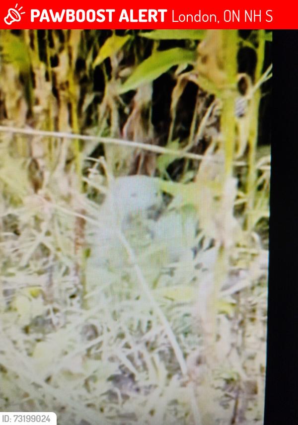 Lost Unknown Ferret last seen Oxford St. W. and Cherryhill Village, London, ON N6H 4S4