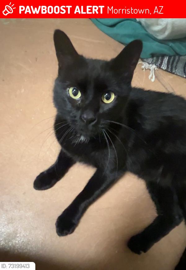 Lost Female Cat last seen Us 60 and london rd in circle city morristown, Morristown, AZ 85342
