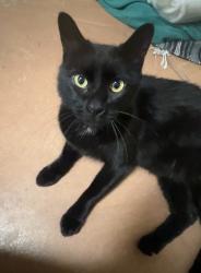 Lost Female Cat last seen Us 60 and london rd in circle city morristown, Morristown, AZ 85342