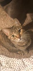 Lost Female Cat last seen Warner brookhurst, Fountain Valley, CA 92708