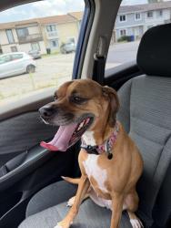 Found/Stray Female Dog last seen Playground, Virginia Beach, VA 23462
