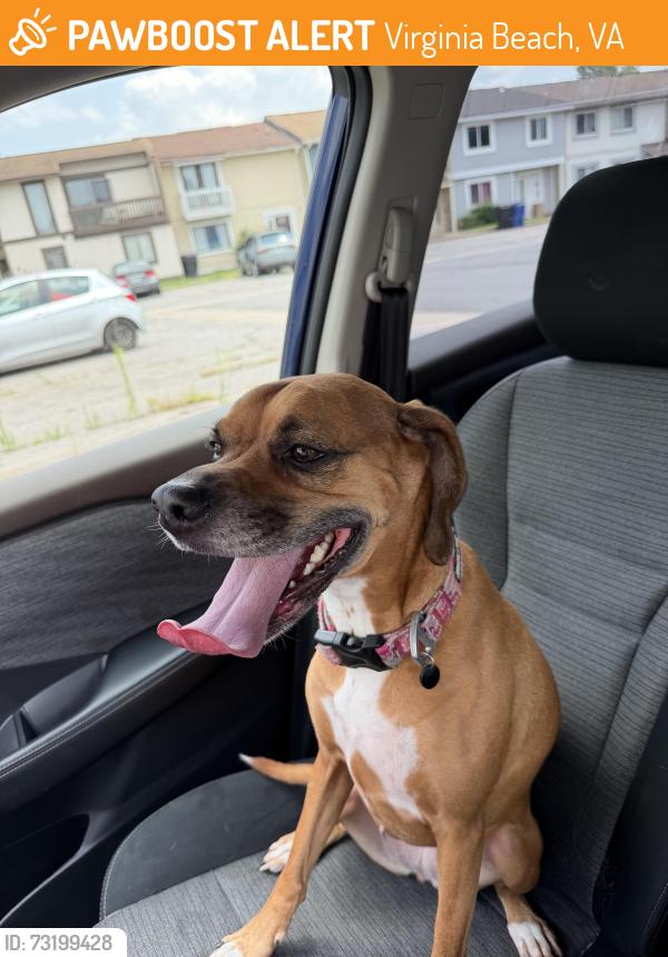 Found/Stray Female Dog last seen Playground, Virginia Beach, VA 23462
