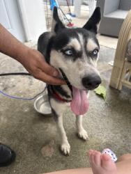 Found/Stray Female Dog last seen peri, Opa-locka, FL 33054