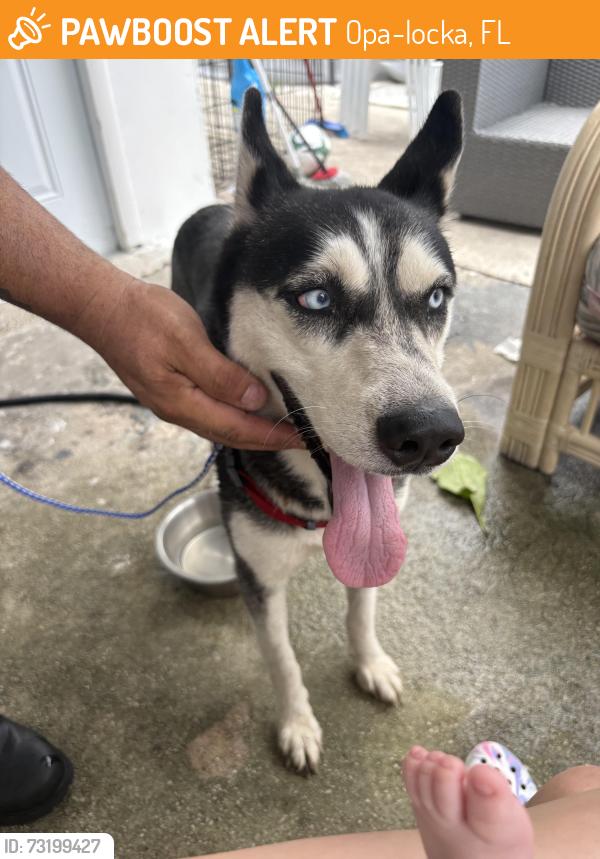 Found/Stray Female Dog last seen peri, Opa-locka, FL 33054