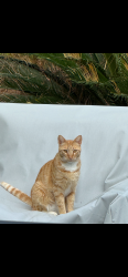 Lost Male Cat last seen Lake Carolina Penninsula, Columbia, SC 29229