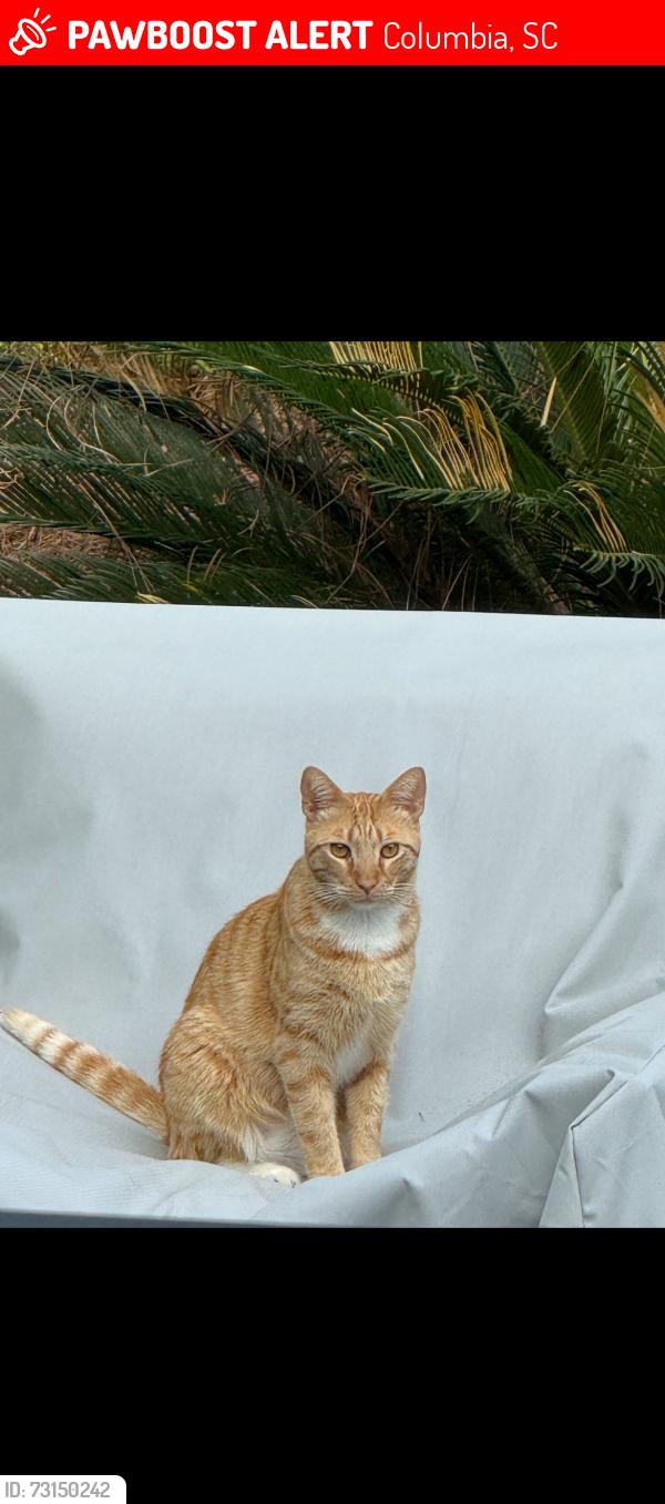 Lost Male Cat last seen Lake Carolina Penninsula, Columbia, SC 29229