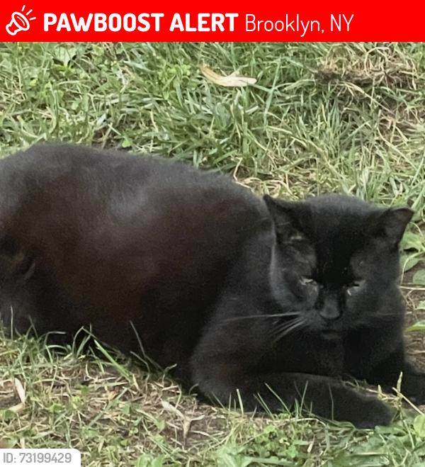 Lost Male Cat last seen Near ave. 63 st brooklyn, Brooklyn, NY 11219