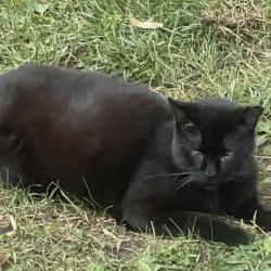 Lost Male Cat last seen Near ave. 63 st brooklyn, Brooklyn, NY 11219