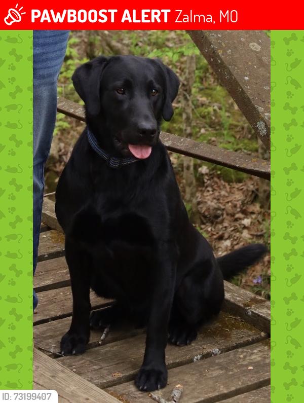 Lost Male Dog last seen Last seen by the bait shop, Zalma, MO 63787