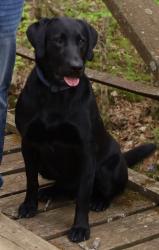 Lost Male Dog last seen Last seen by the bait shop, Zalma, MO 63787