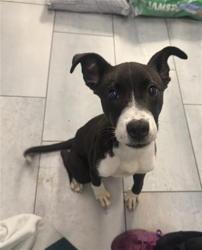 Shelter Stray Male Dog last seen CHARLOTTE, 8315 Byrum Dr, Charlotte, NC 28217, USA