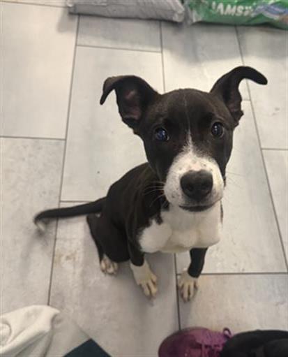 Shelter Stray Male Dog last seen CHARLOTTE, 8315 Byrum Dr, Charlotte, NC 28217, USA