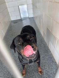 Shelter Stray Female Dog last seen CHARLOTTE, 8315 Byrum Dr, Charlotte, NC 28217, USA