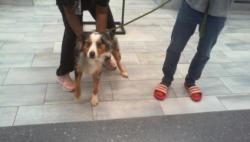 Shelter Stray Male Dog last seen CHARLOTTE, 8315 Byrum Dr, Charlotte, NC 28217, USA