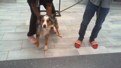 Shelter Stray Male Dog last seen CHARLOTTE, 8315 Byrum Dr, Charlotte, NC 28217, USA
