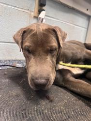 Shelter Stray Female Dog last seen CHARLOTTE, 8315 Byrum Dr, Charlotte, NC 28217, USA