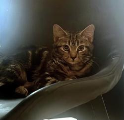 Shelter Stray Male Cat last seen CHARLOTTE, 8315 Byrum Dr, Charlotte, NC 28217, USA