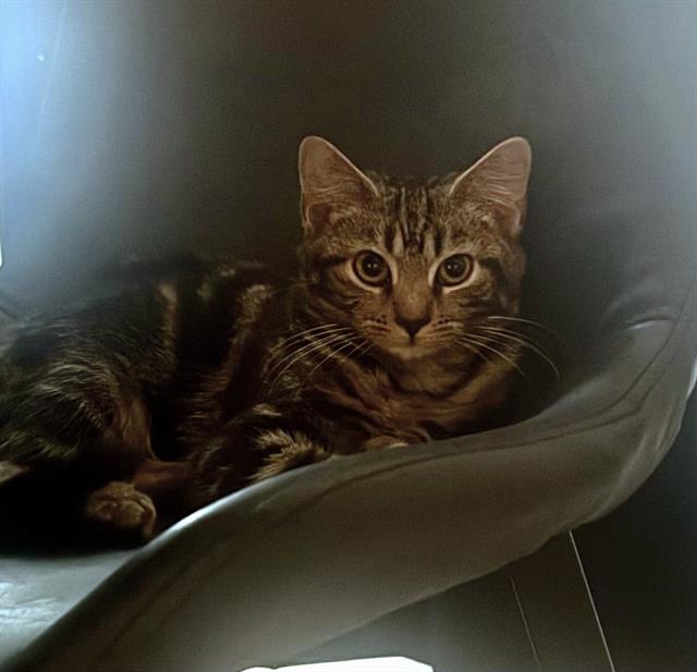 Shelter Stray Male Cat last seen CHARLOTTE, 8315 Byrum Dr, Charlotte, NC 28217, USA