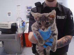 Shelter Stray Male Cat last seen CHARLOTTE, 8315 Byrum Dr, Charlotte, NC 28217, USA