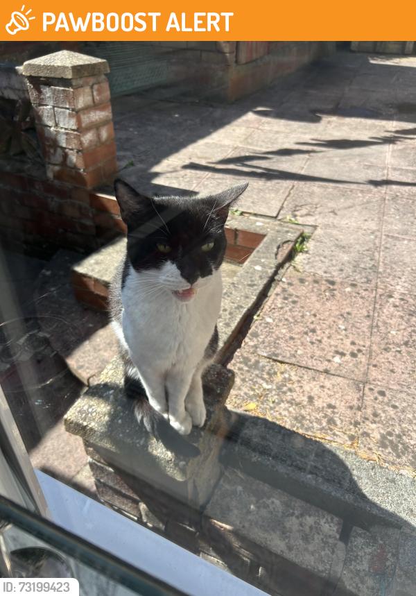 Found/Stray Unknown Cat last seen Lye Stourbridge West Midlands, Stourbridge, England 