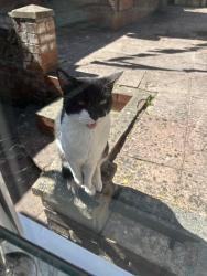 Found/Stray Unknown Cat last seen Lye Stourbridge West Midlands, Stourbridge, England 