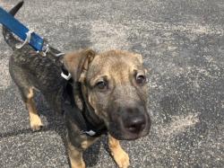 Shelter Stray Male Dog last seen Near BLOCK N ROCK RD, WICHITA KS 67226, 3303 N Hillside St, Wichita, KS 67219, USA