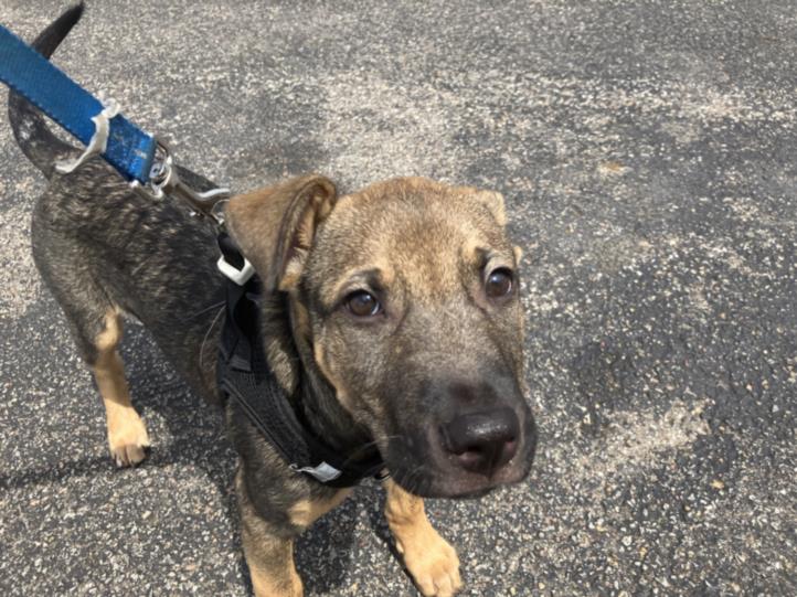 Shelter Stray Male Dog last seen Near BLOCK N ROCK RD, WICHITA KS 67226, 3303 N Hillside St, Wichita, KS 67219, USA