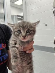 Shelter Stray Male Cat last seen Near, 2600 S Harding St, Indianapolis, IN 46221, USA
