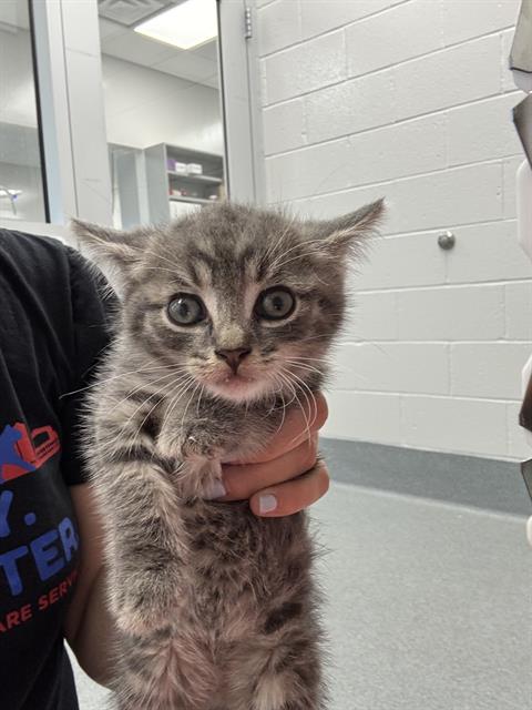 Shelter Stray Male Cat last seen Near, 2600 S Harding St, Indianapolis, IN 46221, USA