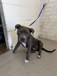 Shelter Stray Female Dog last seen , 333 Chandler Pl, San Bernardino, CA 92408, USA