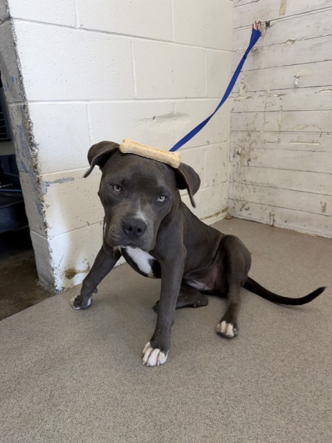 Shelter Stray Female Dog last seen , 333 Chandler Pl, San Bernardino, CA 92408, USA