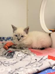 Shelter Stray Female Cat last seen SUNVALE, 16 Barnes Ct, Hayward, CA 94544, USA