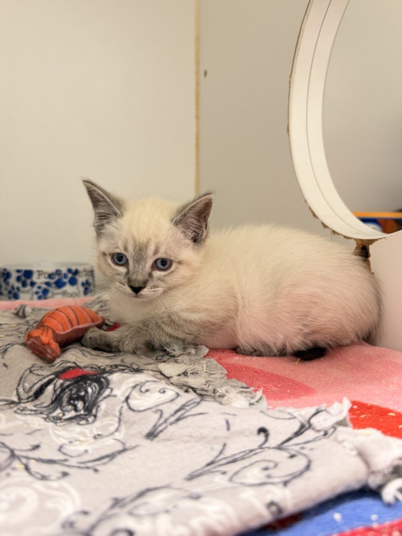 Shelter Stray Female Cat last seen SUNVALE, 16 Barnes Ct, Hayward, CA 94544, USA