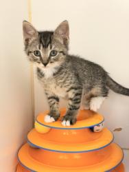 Shelter Stray Male Cat last seen SUNVALE, 16 Barnes Ct, Hayward, CA 94544, USA