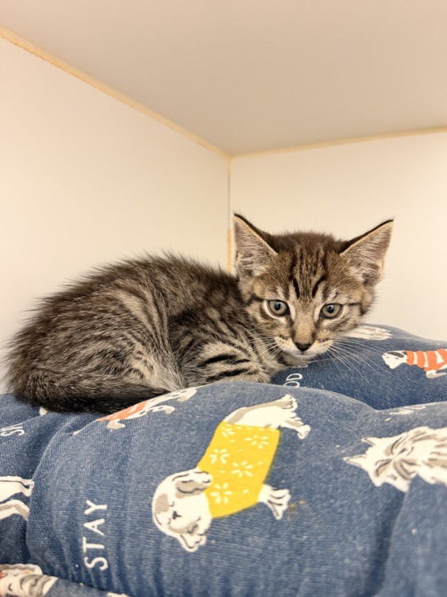 Shelter Stray Male Cat last seen SUNVALE, 16 Barnes Ct, Hayward, CA 94544, USA